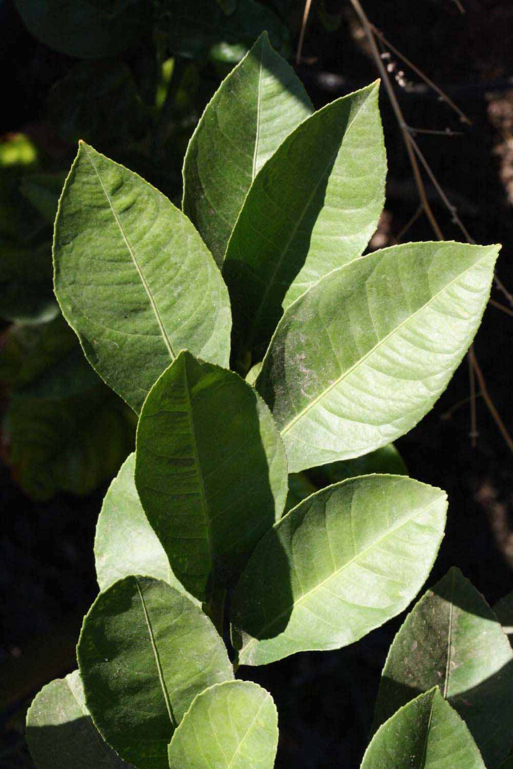              Sun leaves (Riverside, CA)       